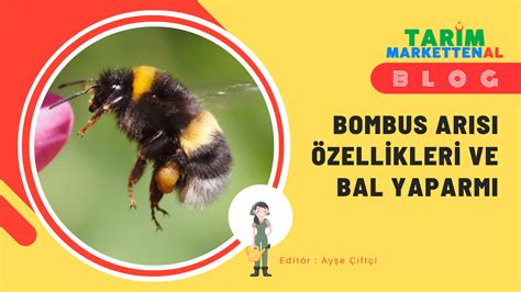 Bombus arısı özellikleri